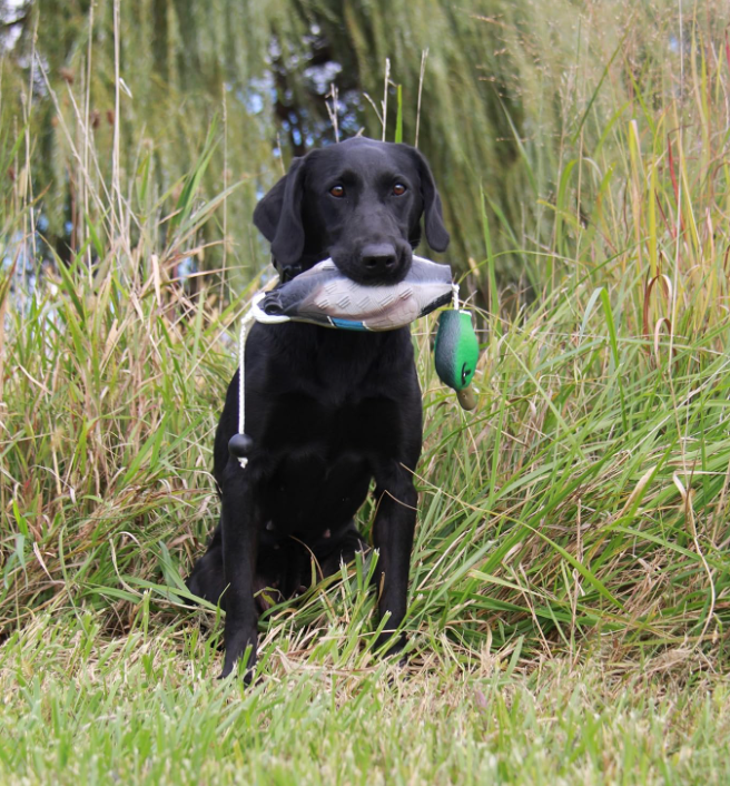 HuntEmUp Ultimate Mallard Training Bundle – Dead Fowl Mallard Dummy with Waterfowl Scent