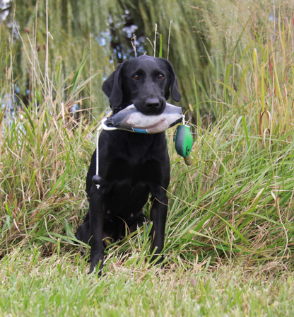 HuntEmUp Ultimate Mallard Training Bundle – Dead Fowl Mallard Dummy with Waterfowl Scent